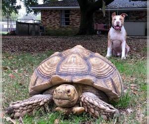 American Bulldog Dogs for adoption in Santa Fe, TX, USA