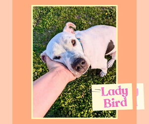 American Pit Bull Terrier-Bulldog Mix Dogs for adoption in Williamsburg, IA, USA