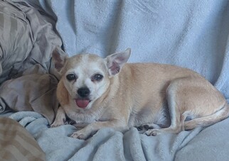 Medium Photo #1 Chihuahua Puppy For Sale in Cedar Rapids, IA, USA