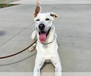 Gerberian Shepsky Dogs for adoption in Orange, CA, USA