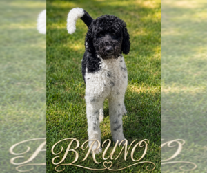 Medium Photo #1 Poodle (Standard) Puppy For Sale in Menifee, CA, USA