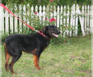 Doberman Pinscher-German Shepherd Dog Mix Dogs for adoption in Holly Hill, SC, USA