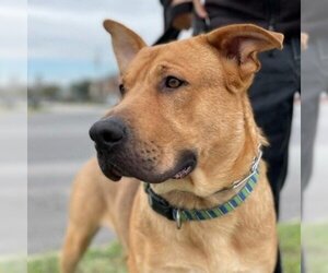 Mastiff Dogs for adoption in Galveston, TX, USA