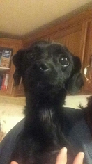 Chiweenie Dogs for adoption in Surprise, AZ, USA