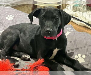 Great Dane-Unknown Mix Dogs for adoption in Bullard, TX, USA