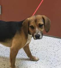 Beagle-Unknown Mix Dogs for adoption in Toronto, , USA