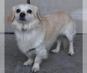 Cavapom Dogs for adoption in Palo Alto, CA, USA