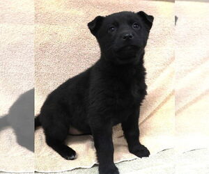 Gerberian Shepsky Dogs for adoption in Princeton, MN, USA