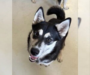 Alusky Dogs for adoption in Santa Cruz, CA, USA