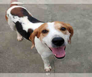 Treeing Walker Coonhound Dogs for adoption in Fort Walton Beach, FL, USA