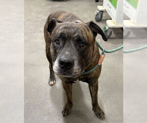 Mastiff Dogs for adoption in Forestville, MD, USA
