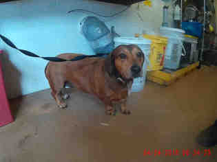 Basschshund Dogs for adoption in Chula Vista, CA, USA