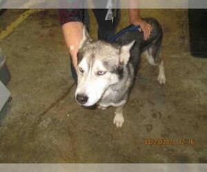 Siberian Husky Dogs for adoption in San Andreas, CA, USA