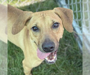 Mutt Dogs for adoption in Jefferson, WI, USA