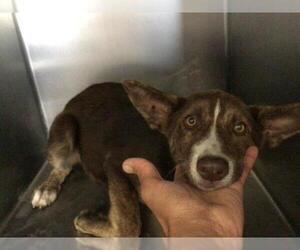 Australian Shepherd-Unknown Mix Dogs for adoption in Riverside, CA, USA