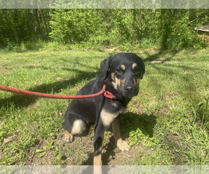 Shepradors Dogs for adoption in Sparta, TN, USA