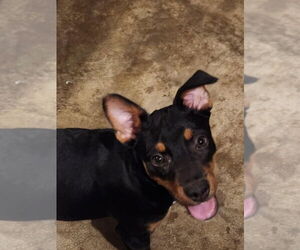 Mutt Dogs for adoption in Candler, NC, USA