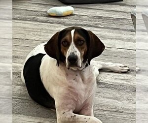 Treeing Walker Coonhound Dogs for adoption in Oxford, OH, USA