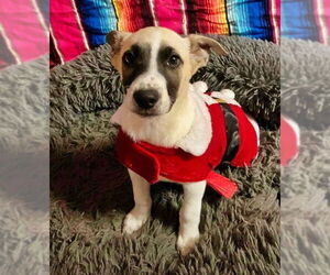 Mutt Dogs for adoption in Minneapolis, MN, USA