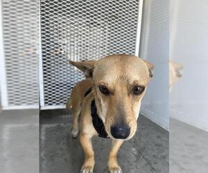 Chihuahua Dogs for adoption in Bakersfield, CA, USA