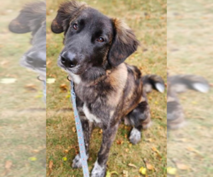 Mutt Dogs for adoption in Plymouth, MN, USA
