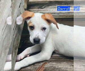 Siberian Husky-Unknown Mix Dogs for adoption in Alexander, AR, USA