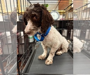 Poodle (Miniature) Dogs for adoption in Holly Springs, NC, USA