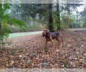 Redbone Coonhound Dogs for adoption in Mount Vernon, AR, USA