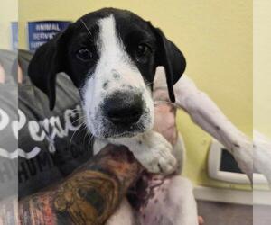 Great Pyrenees-Unknown Mix Dogs for adoption in Rockwall, TX, USA