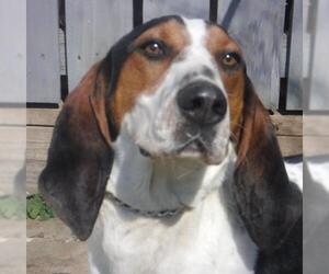 Bluetick Coonhound-Treeing Walker Coonhound Mix Dogs for adoption in Stockport, OH, USA