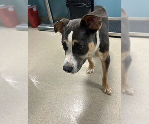 Mutt Dogs for adoption in Newton, NC, USA