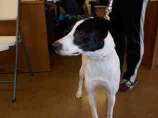 Pointer Dogs for adoption in Temple, TX, USA