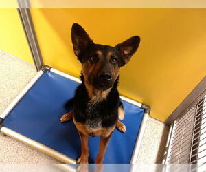 German Shepherd Dog-Unknown Mix Dogs for adoption in Ames, IA, USA