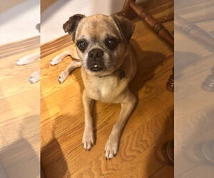 Pug-Unknown Mix Dogs for adoption in New London, WI, USA