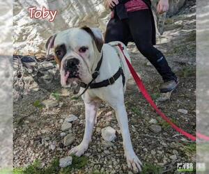 Boxer Dogs for adoption in Woodinville, WA, USA