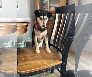 Siberian Husky Dogs for adoption in Cedar Crest, NM, USA