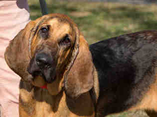 Bloodhound Dogs for adoption in Maumee, OH, USA