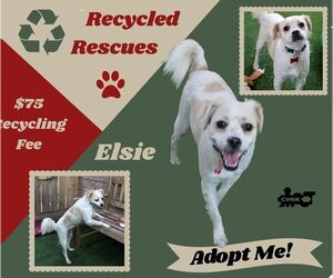 Pekingese-Spaniel Mix Dogs for adoption in Lindsay, CA, USA