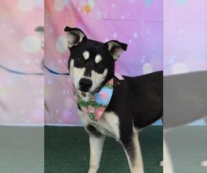 Huskies -Unknown Mix Dogs for adoption in Bakersfield, CA, USA