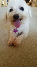 Medium Photo #1 Maltese Puppy For Sale in Overland Park, KS, USA
