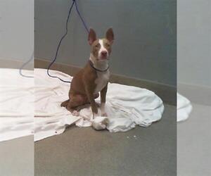 American Pit Bull Terrier-Unknown Mix Dogs for adoption in Las Vegas, NV, USA