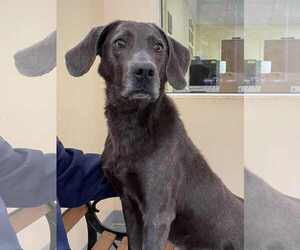 Mutt Dogs for adoption in Low Moor, VA, USA