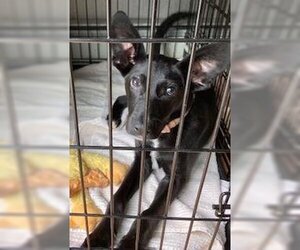 Labrador Retriever-Shiba Inu Mix Dogs for adoption in Coventry, CT, USA