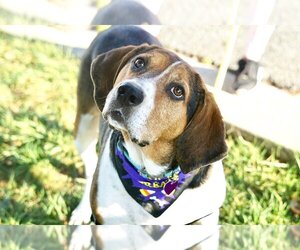 Treeing Walker Coonhound Dogs for adoption in Greenbelt, MD, USA