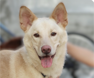 Medium Photo #1 Mutt Puppy For Sale in San Ramon, CA, USA