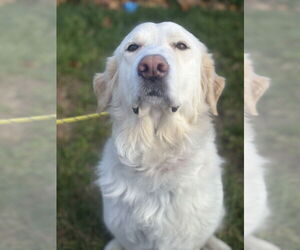Great Pyrenees Dogs for adoption in Manahawkin, NJ, USA