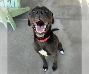 American Pit Bull Terrier-Labrador Retriever Mix Dogs for adoption in Denver, CO, USA