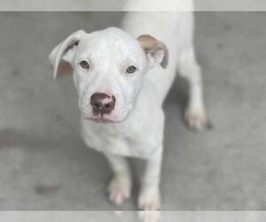 Dogo Argentino-Unknown Mix Dogs for adoption in Tulsa, OK, USA
