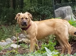 Australian Retriever Dogs for adoption in Canton, CT, USA