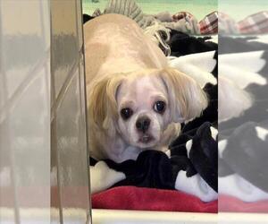 Shih Tzu Dogs for adoption in Derwood, MD, USA